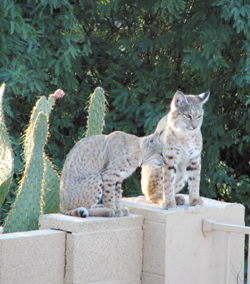bobcats